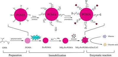 Coupling and Regulation of Porous Carriers Using Plasma and Amination to Improve the Catalytic Performance of Glucose Oxidase and Catalase